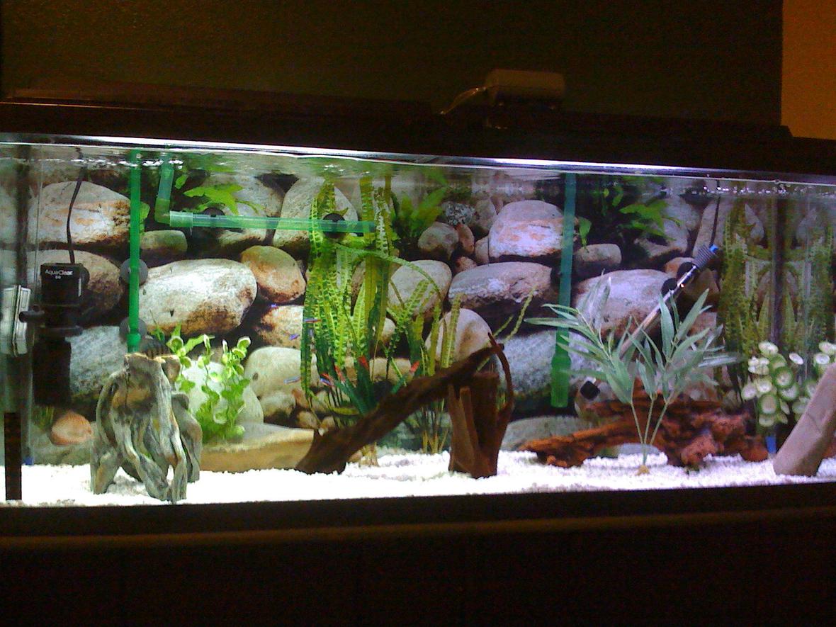fish tank picture - 55 gallons Discus tank