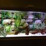 fish tank picture - 55 gallons Discus tank
