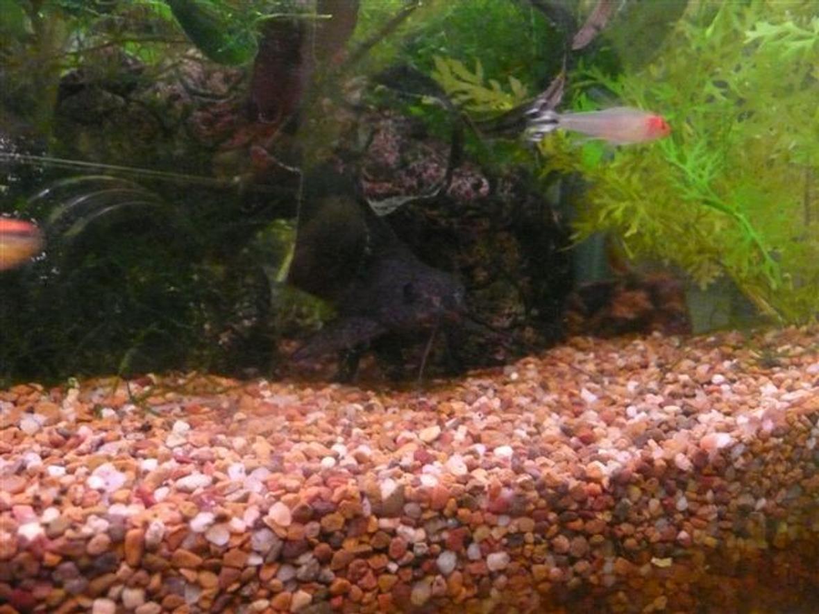 freshwater fish stocking in 41 gallons tank - pleco catfish