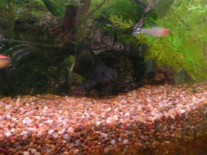 freshwater fish stocking in 41 gallons tank - pleco catfish