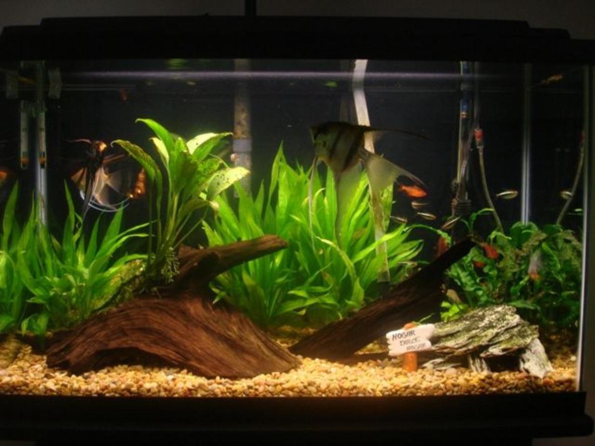 29 gallons planted tank (mostly live plants and fish) - My Planted Aquarium.
