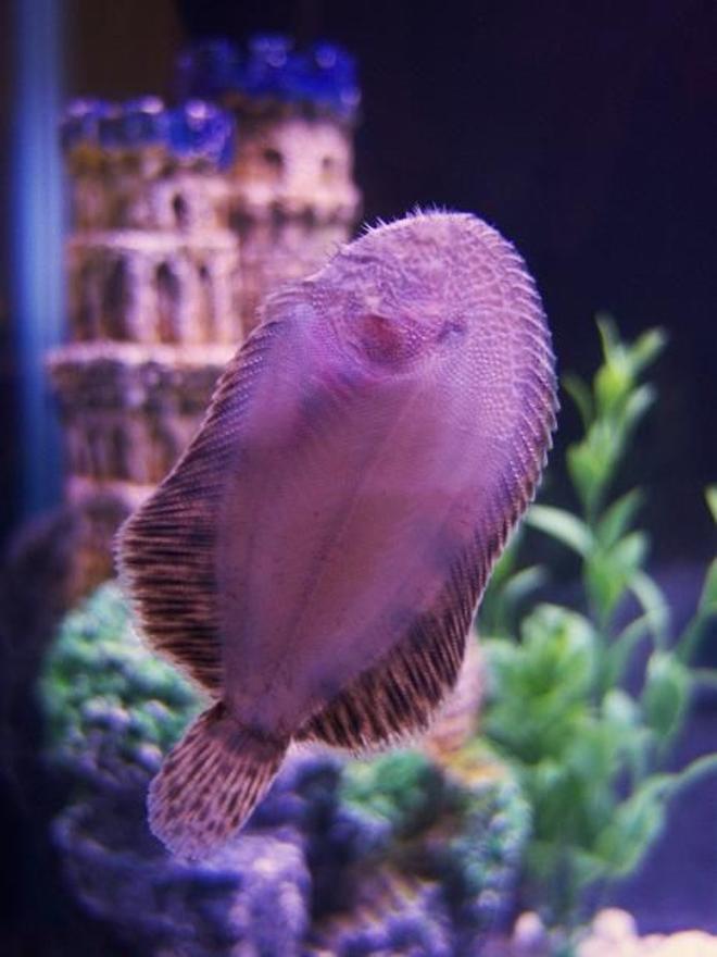 saltwater fish - bothus lunatus - flounder stocking in 29 gallons tank - Bottom Of My Flounder.