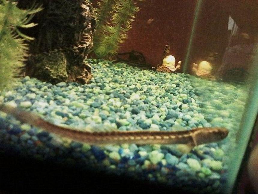 Rated #1655: Freshwater Fish - Gobioides Broussonnetii - Prehistoric Dragon Goby Stocking In 29 Gallons Tank - My Goby Dragon In His Old Home... Picture Is Blurry On Account Of Being Taken With A Cell Phone - He's Scared Of My Camera.