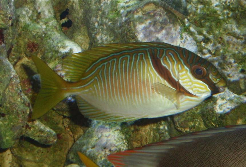 Rated #39: Saltwater Fish - Siganus Doliatus - Scribbled Rabbitfish Stocking In 144 Gallons Tank - Scribbled Rabbitfish