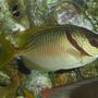 saltwater fish - siganus doliatus - scribbled rabbitfish stocking in 144 gallons tank - Scribbled Rabbitfish