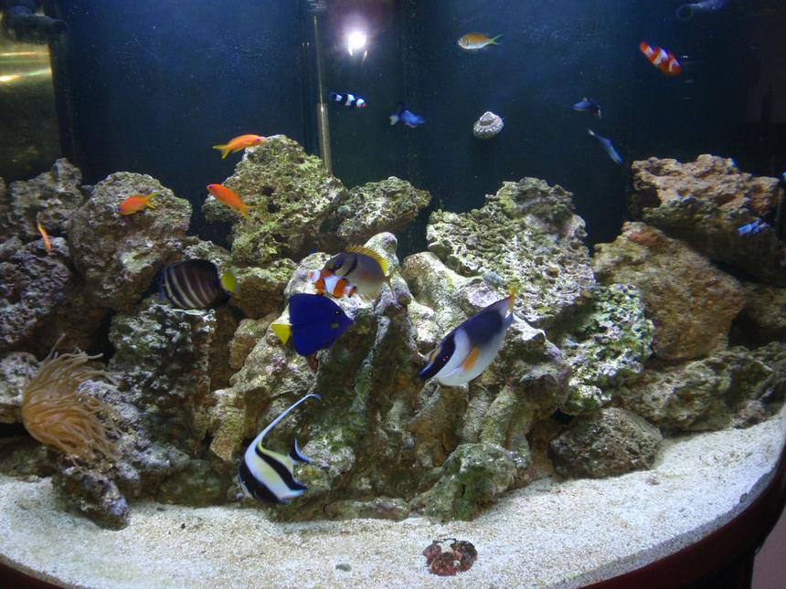 Rated #6: 144 Gallons Saltwater Fish Tank - 144 gallon tank.