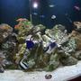 144 gallons saltwater fish tank (mostly fish, little/no live coral) - 144 gallon tank.