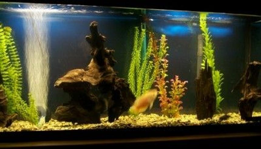 Rated #2086: 55 Gallons Freshwater Fish Tank - 55 gallon freshwater tank