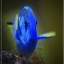 saltwater fish - paracanthurus hepatus - blue tang stocking in 150 gallons tank - regal tang