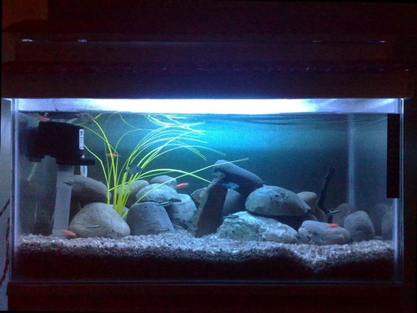 Rated #1837: 15 Gallons Freshwater Fish Tank - It is just an ordinary Freshwater tank.. with rock settings... i have added an Blue Marine light and a Black light for Ornamental purpose and an Plastic Plant !! using an SHANDA powerhead ! normal under gravel filtration