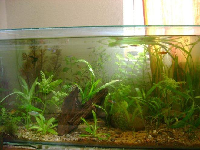 50 gallons planted tank (mostly live plants and fish) - mmy planted tank..nature setup...diffused sunlight as lighting..no co2.. no filters..  everything is natural...takes time to setup and laterate substrate and the right mix of plants and fish..!!