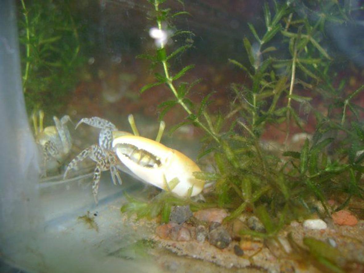 corals inverts - watermelon fiddler crab stocking in 50 gallons tank - watermelon fiddler crab male...bracish water tank... hydrila plant