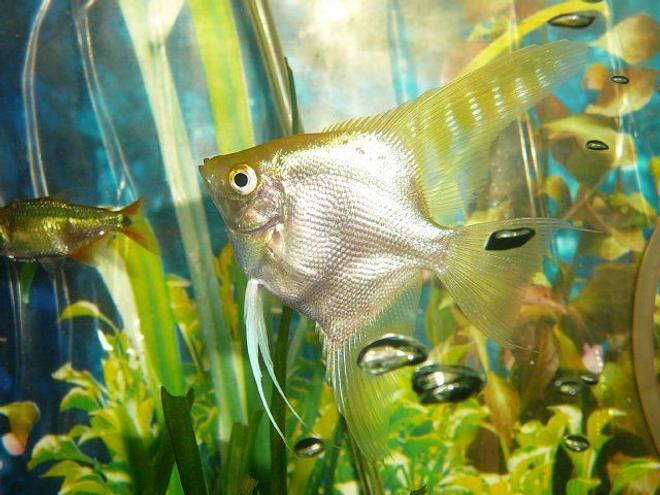 freshwater fish - pterophyllum sp. - gold veil angel stocking in 50 gallons tank - white angel