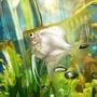 freshwater fish - pterophyllum sp. - gold veil angel stocking in 50 gallons tank - white angel