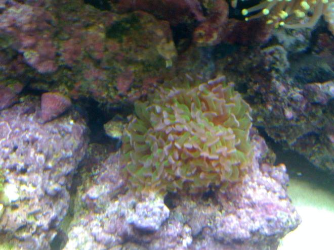 corals inverts - euphyllia paranchora - hammer / anchor coral, branching stocking in 120 gallons tank - Hammer 2 heads