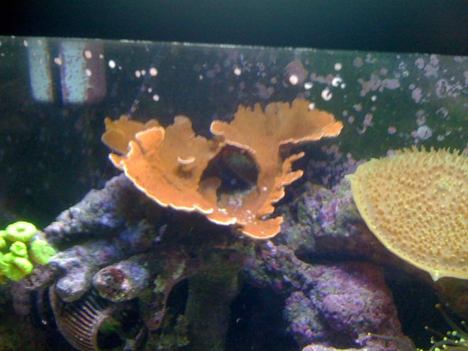 corals inverts - montipora capricornis - red montipora capricornus stocking in 120 gallons tank - dont know exactly what it is think is a montipora