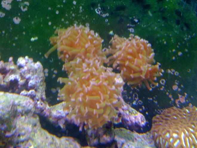 corals inverts - euphyllia paranchora - hammer / anchor coral, branching stocking in 120 gallons tank - hammer 3 heads