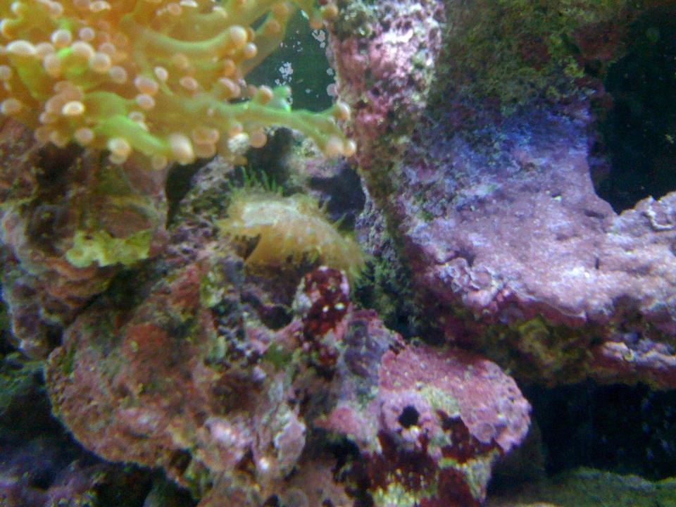 corals inverts - euphyllia paradivisa - frogspawn coral stocking in 120 gallons tank - flower anemone about 3 in