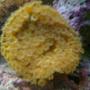 corals inverts - turbinaria peltata - cup coral, pagoda stocking in 120 gallons tank - pagoda cup 5 in circle