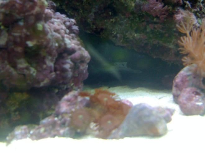 corals inverts - protopalythoa sp. - button polyp stocking in 120 gallons tank - some zoos about 9 and they just split