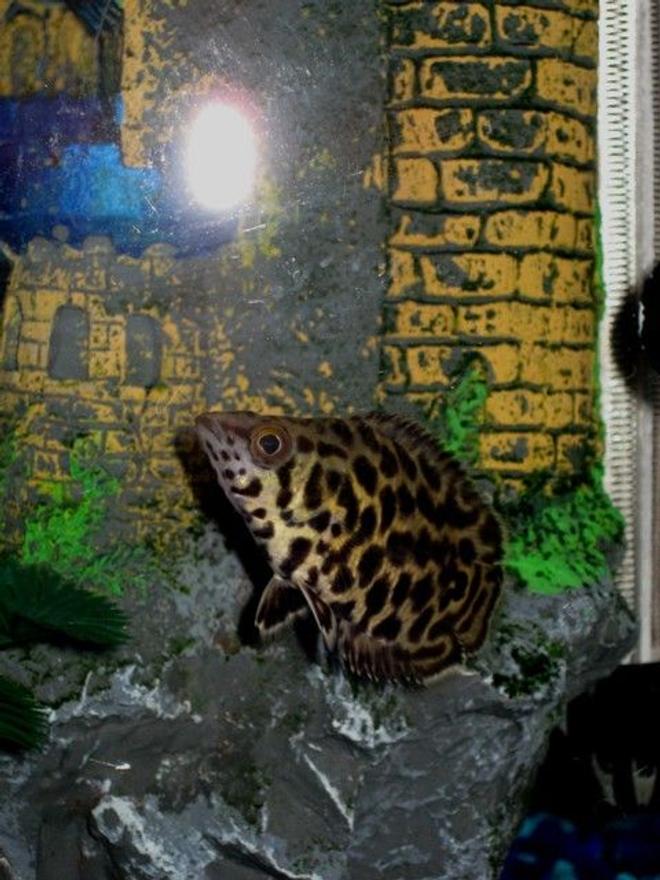 freshwater fish - ctenopoma acutirostre - leopard ctenopoma stocking in 46 gallons tank - This is my leopard ctenopoma hanging out by her castle which she shares with her friend the striped raphael catfish.