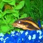 freshwater fish - platydoras costatus - striped raphael catfish stocking in 46 gallons tank - Here is my striped raphael catfish hanging out during the day which is pretty unusual for him...