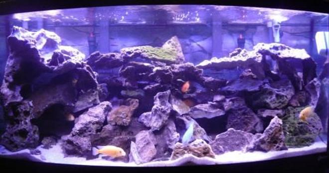 72 gallons freshwater fish tank (mostly fish and non-living decorations) - Filtration: 2x Emperor 400, 2x Fluval 404 
Heater: 2x 250W Marineland Stealth 
Substrate: 50 lbs pool filter sand 
Rocks: 100+ lbs lace rock 
Feeding: New Life Spectrum 1mm 

2 Metriaclima estherae (O) 
1 Metriaclima lombardoi 
2 Ancistrus sp. (1 male, 1 female) 
2 Metriaclima estherae (Red) 
2 Cyphotilapia frontosa 
3 Labidochromis caeruleus