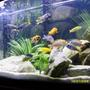 freshwater fish - pseudotropheus acei - acei cichlid stocking in 55 gallons tank - Colors!