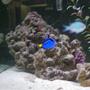 saltwater fish - paracanthurus hepatus - blue tang stocking in 75 gallons tank - Brilliant Baby Blue Tang