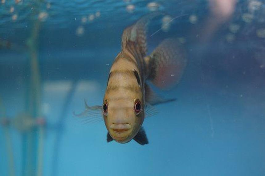 Rated #30: Freshwater Fish - Cichlasoma Sp. - Flower Horn Cichlid Stocking In 38 Gallons Tank - Flower Horn Pluse Spotted