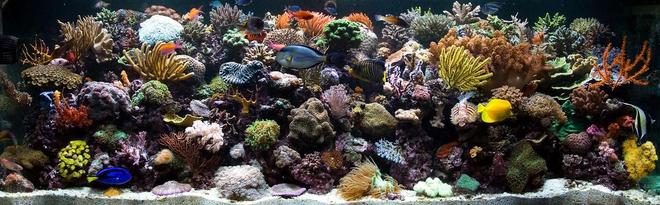 250 gallons reef tank (mostly live coral and fish) - Full tank shot