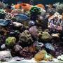 fish tank picture - Full tank shot