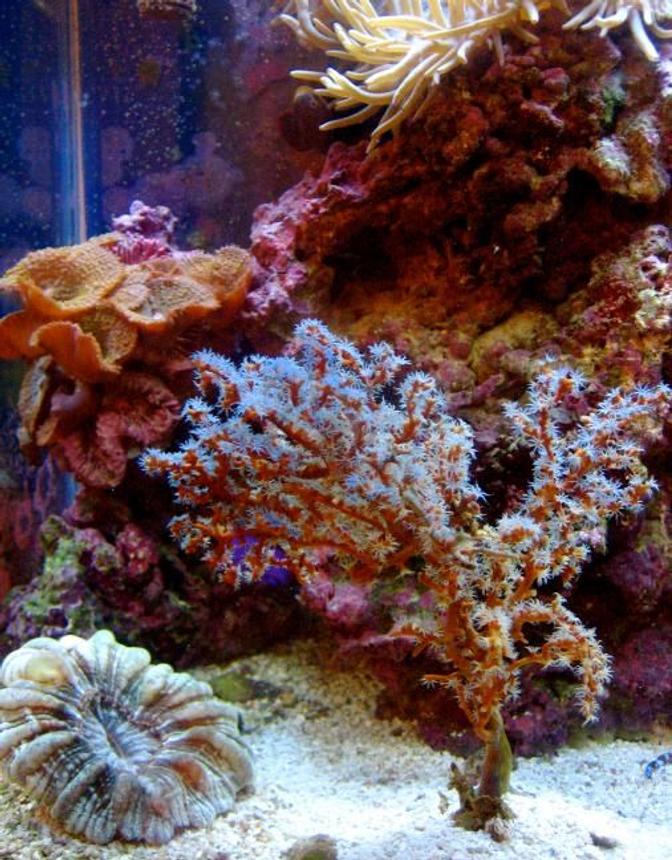 corals inverts - acalycigorgia sp. - blue sea fan stocking in 30 gallons tank - This is Blue Indo-Pacific Gorgonian!