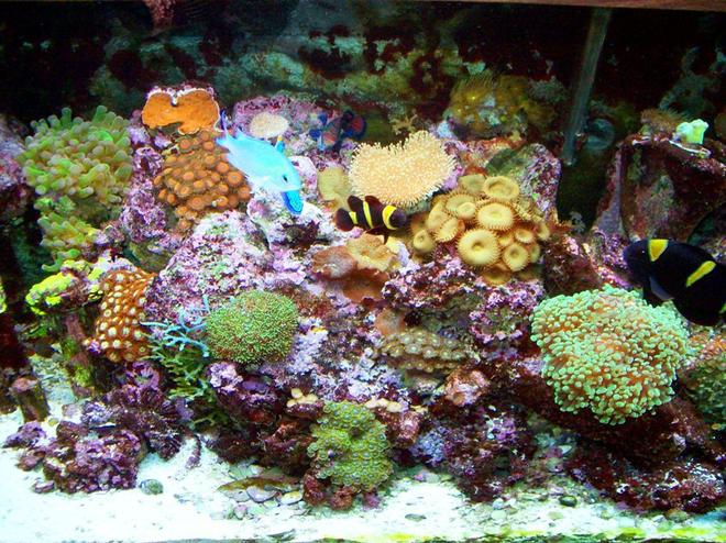 corals inverts - protopalythoa sp. - button polyp stocking in 90 gallons tank - This is a much better pic that truly represents my tank and not the surroundings.