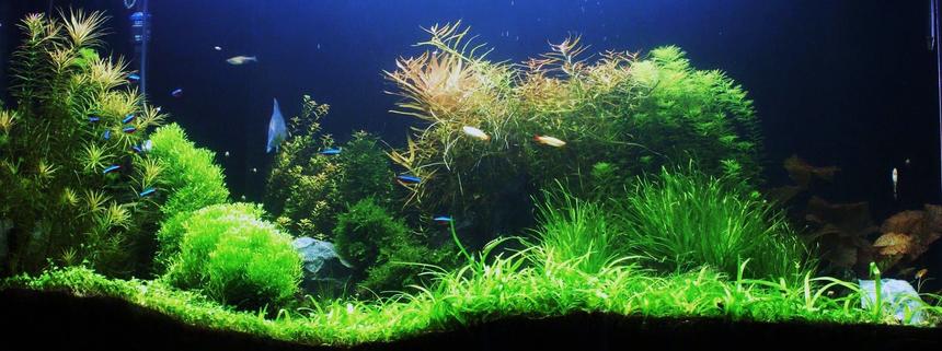 Rated #6: 80 Gallons Planted Tank - South American theme