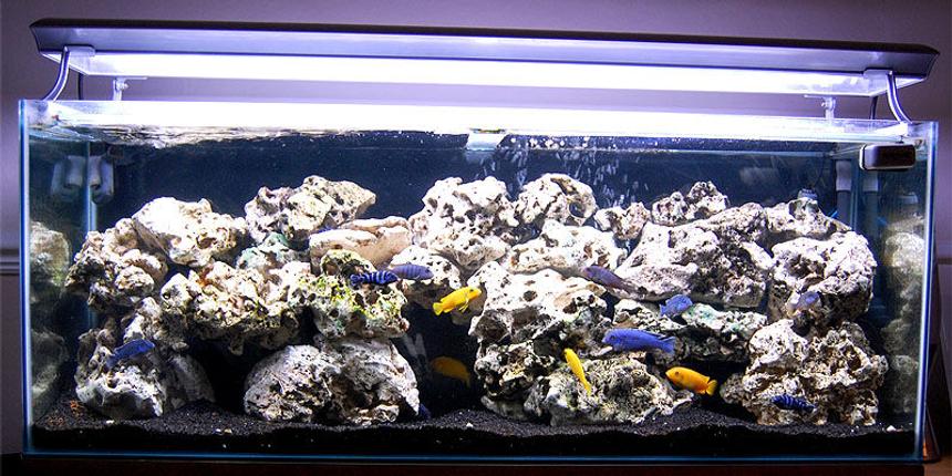 Rated #54: 53 Gallons Freshwater Fish Tank - Malawi Mbuna Tank