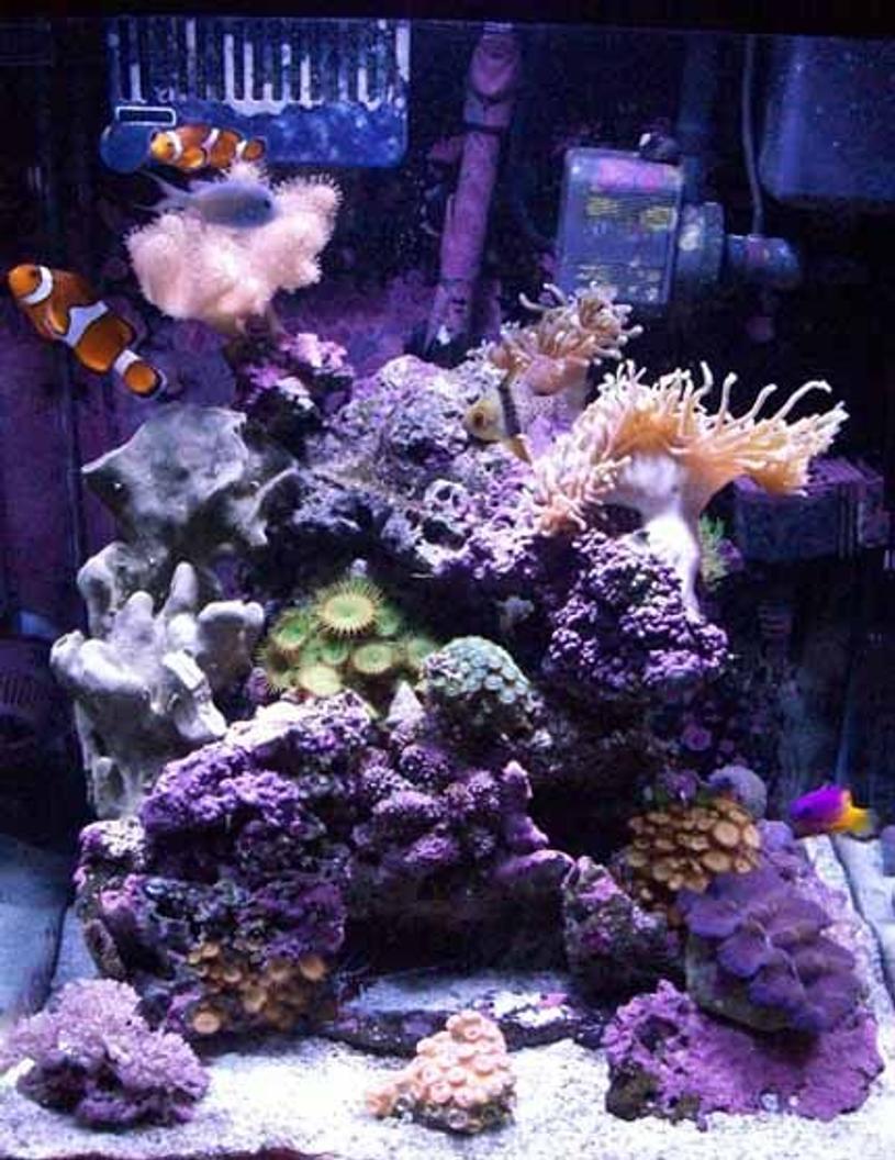 Rated #117: 39 Gallons Reef Tank - My First reef tank. Had FO years back.
