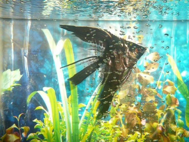 freshwater fish - pterophyllum sp. - black veil angel stocking in 50 gallons tank - angel
