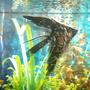 freshwater fish - pterophyllum sp. - black veil angel stocking in 50 gallons tank - angel