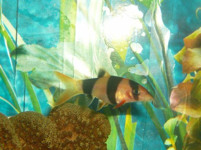 freshwater fish - botia macracantha - clown loach stocking in 50 gallons tank - clown loach