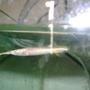 freshwater fish - lepisosteus platyrhincus - florida gar stocking in 50 gallons tank - wrestling halfbeak...!