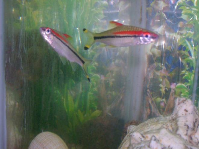 freshwater fish - barbus denisonii - denison barb stocking in 50 gallons tank - daniosi