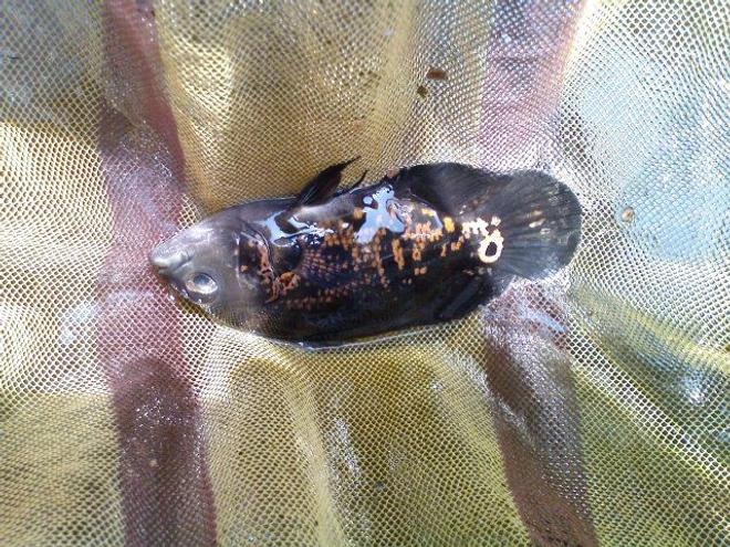 freshwater fish - astronotus ocellatus - tiger oscar stocking in 50 gallons tank - netted oscar...dont worry he is very much alive...