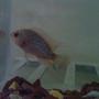 freshwater fish - cichlasoma sp. - flower horn cichlid stocking in 50 gallons tank - cute baby albino flowerhorn