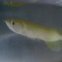 freshwater fish - scleropages jardini - jardini arowana stocking in 50 gallons tank - baby golden jardini arowana