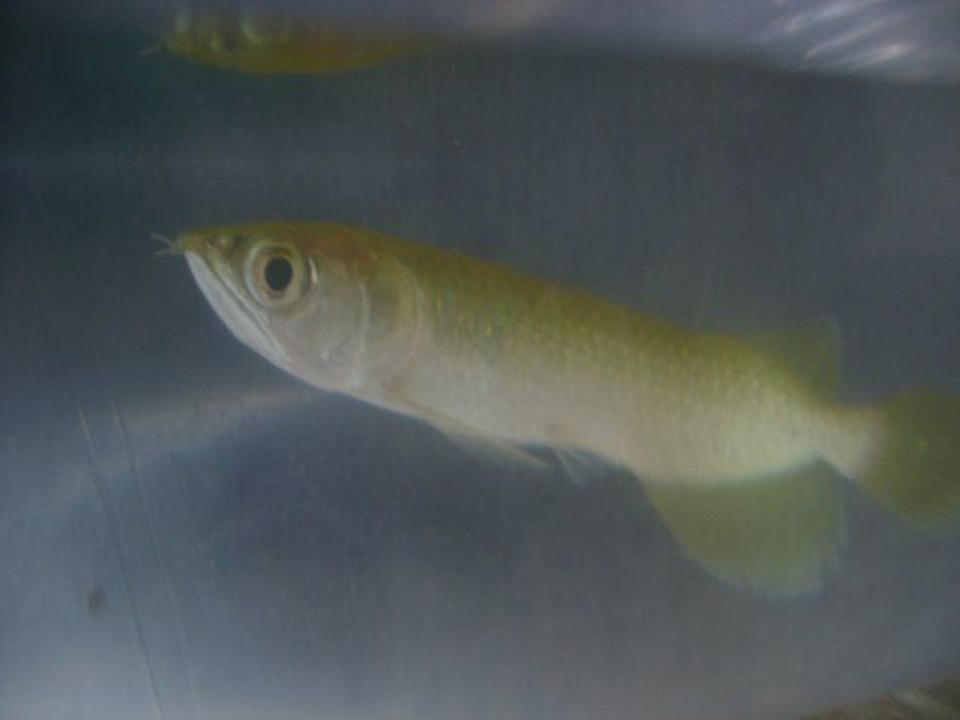 freshwater fish - scleropages jardini - jardini arowana stocking in 50 gallons tank - baby golden jardini arowana