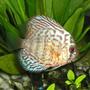 freshwater fish - blue turquoise discus stocking in 55 gallons tank - Blue Turquoise Discus cruising by