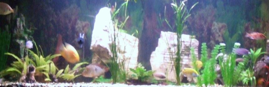 Rated #2309: Freshwater Fish Stocking In 6 Gallons Tank - 6ft 600litre tank