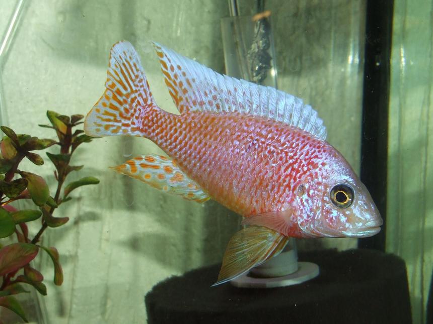 Rated #49: Freshwater Fish - Aulonocara Sp. - Dragon Blood Peacock Stocking In 125 Gallons Tank - My dragonblood peacock!