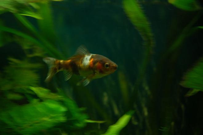 freshwater fish - carassius auratus - shubunkin stocking in 11 gallons tank - My Shubunkin Goldfish, Gerry